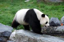De ce sunt urşii panda albi cu negru?