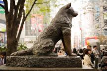 Hachiko: cel mai loial câine din istorie