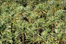 Elche, oraşul palmierilor