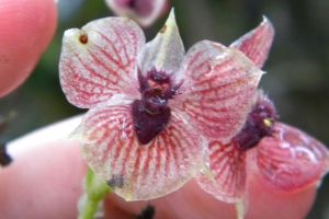 „Orhideea Demon” are petale asemănătoare ghearelor