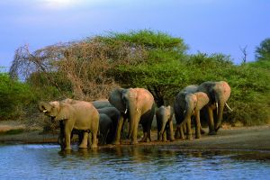 Elefanţii dorm cel mai puţin dintre toate mamiferele