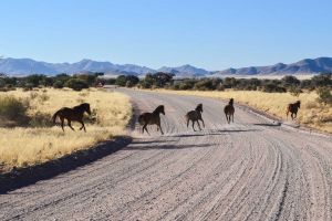 Caii sălbatici din Deşertul Namib