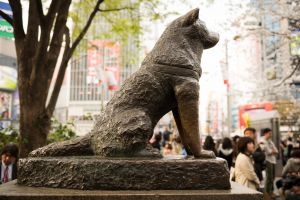 Hachiko: cel mai loial câine din istorie