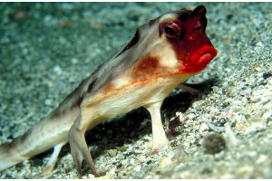 Foto: Discovery