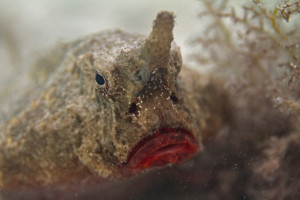Foto: Seth Patterson/Flickr