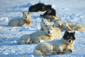 Caini danezi de sanie in Alert, Nunavut; Foto: US Embassy Canada/Flickr