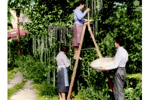 Recolta de spaghete, 1957