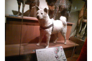 Hachiko, expus la Muzeul National de Natura si Stiinta in Ueno. Este greu de observat din imagine, dar el era, de fapt, un caine destul de mare. Foto: moof/Flickr