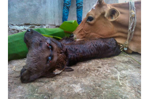 Vitelul nascut cu doua capete si patru ochi se afla langa vaca-mama din Assam, India. 28 aprilie 2016. Vitelului nu i se preziceau mai mult de zece zile, dar avea deja doua luni in momentul in care s-a facut aceasta fotografie; Foto: Rima Sharma/Barcroft Imagini/Barcroft Media prin intermediul Getty Images