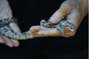 Foto: Mike Albans/NY Daily News Archive prin intermediul Getty Images