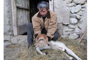 Foto: KAREN MINASYAN/AFP/Getty Images