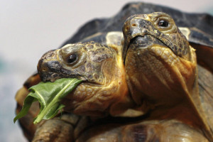 Janus, testoasa greceasca bicefala a Muzeului de Istorie Naturala din Genev, mananca salata in timp ce este prezentata presei si publicului cu ocazia celei de-a zecea aniversare a animalului; 5 septembrie 2007; Foto: FABRICE COFFRINI/AFP/Getty Images