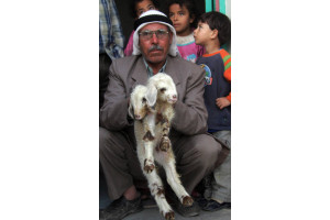 Un fermier palestinian tine in brate o oaie cu doua capete, in fata casei sale de refugiati, din tabara al-Fawar din Cisiordania, in apropiere de Hebron. 9 noiembrie 2008; Foto: HAZEM BADER/AFP/Getty Images