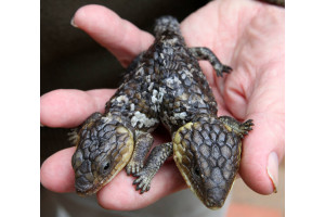 O soparla cu coada scurta, Tiliqua rugosa, bicefala, care traieste in Perth, Australia, mananca cu ambele capete, dar capul mai mare a incercat, de asemenea, sa-l atace pe cel mic; miscarea sa este dificila deoarece ambele capete isi controleaza controleaza picioarele din spate. 22 aprilie 2010; Foto: Paul Kane/Getty Images