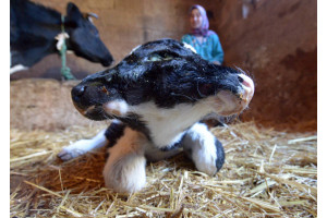 Un vitel cu doua capete, numit Sana Saida (Un An Nou Fericit, in araba) este vazut in satul marocan Sefrou. 3 ianuarie 2014; Foto: FADEL SENNA/AFP/Getty Images