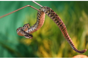 Un sarpe cu clopotei Crotalus, bicefal, in terariul din gradina zoologica din Scheidegg, Germania. 22 iulie 2016; Foto: KARL-JOSEF HILDENBRAND/AFP/Getty Images