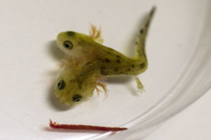 Un mormoloc bicefal de salamandra, in varsta de o saptamana, descoperit de catre Laboratorul Comunitar de Ecologie al Universitatii din Haifa, Israel. 9 decembrie 2014; Foto: JACK GUEZ/AFP/Getty Images