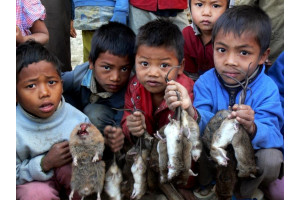 Copiii capturasera sobolani dupa un sezon de inflorire a bambusului din Birmania