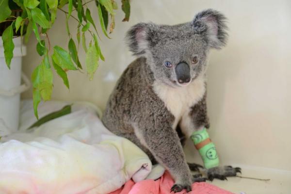 Ursul Koala cu ochi de culori diferite