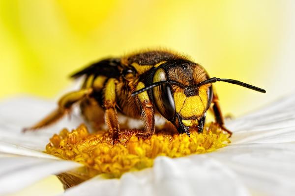 Albinele au diferite joburi în funcţie de vârstă