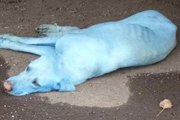 Câinii vagabonzi din India devin albaştri